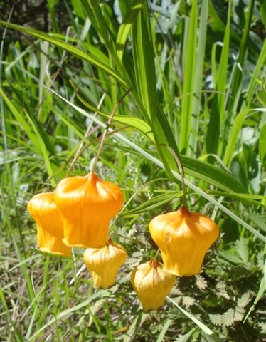 Sandersonia aurantiaca flowers